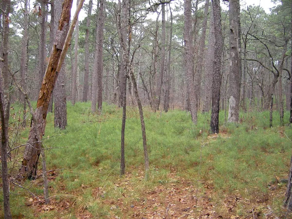 Pine woods at Tyler State Park in East Texas